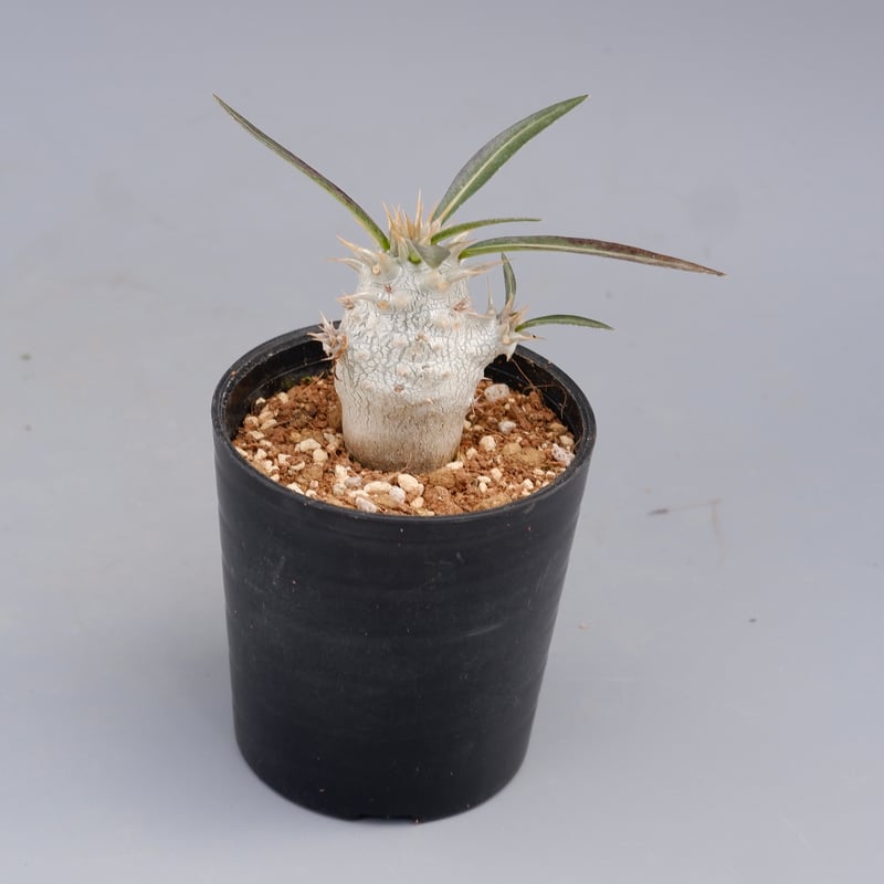 パキポディウム ホロンベンセ 実生株 002 Pachypodium horombense |