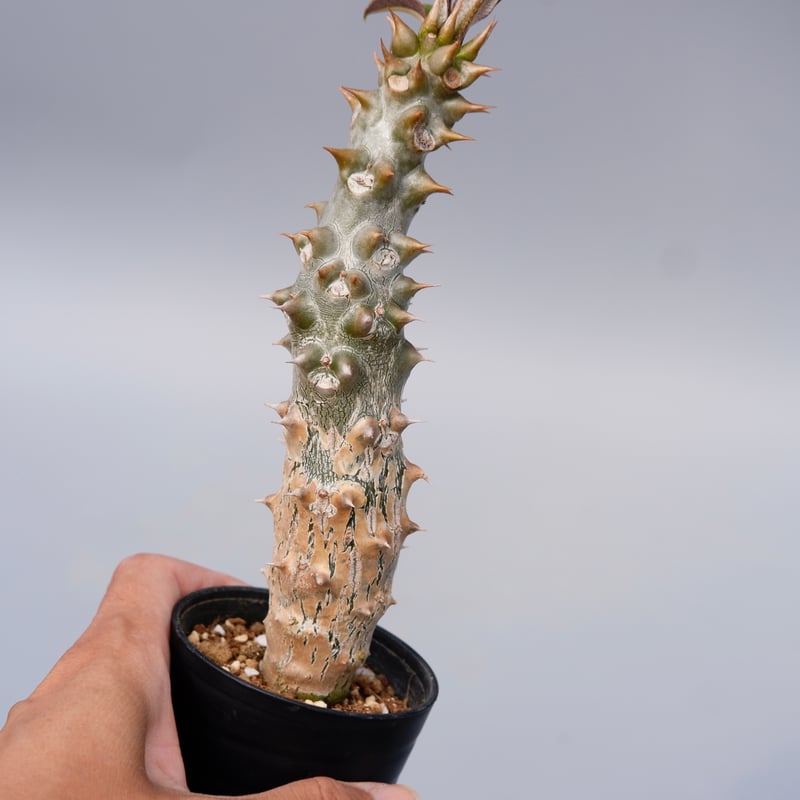 パキポディウム バロニー実生株024 Pachypodium baronii | Sunny