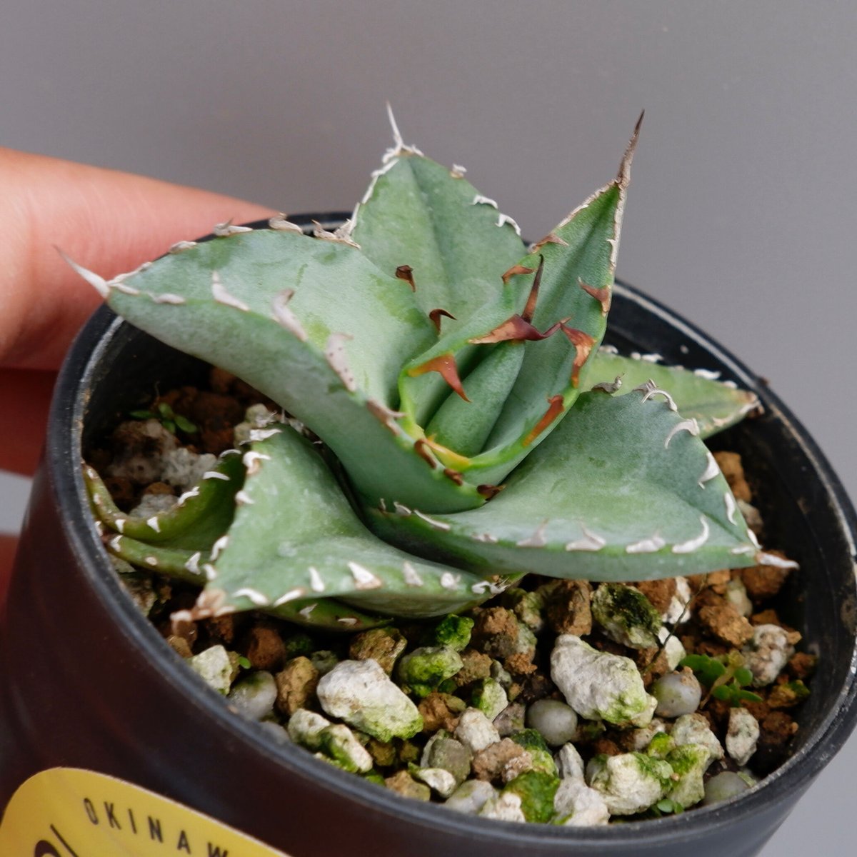 アガベ オテロイ 実生株 Agave oteroi seeding 025 | Sunny