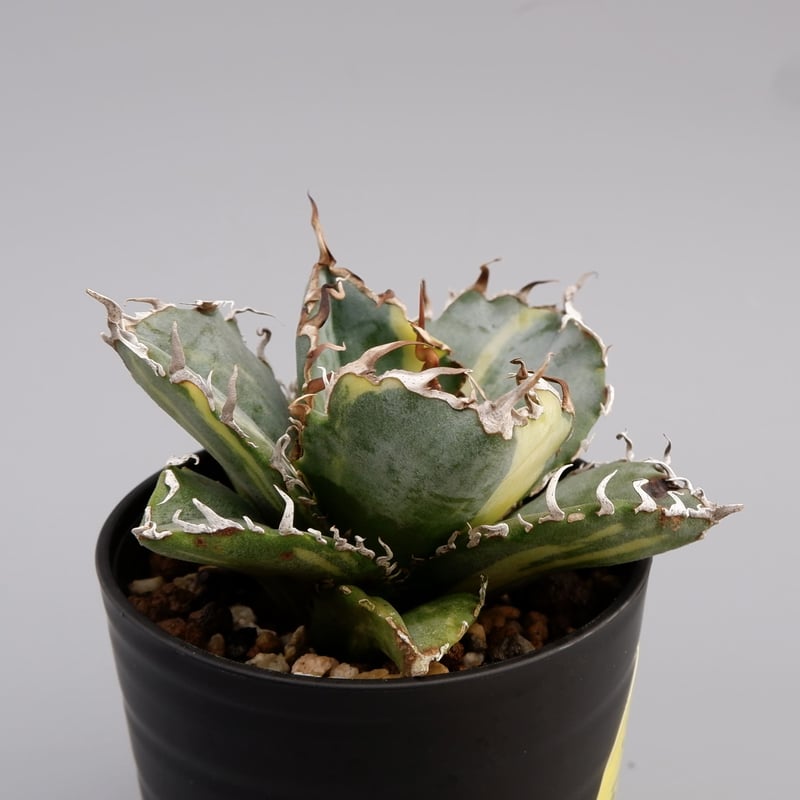 斑入り】アガベ チタノタ 白鯨 Agave titanota white whale 197