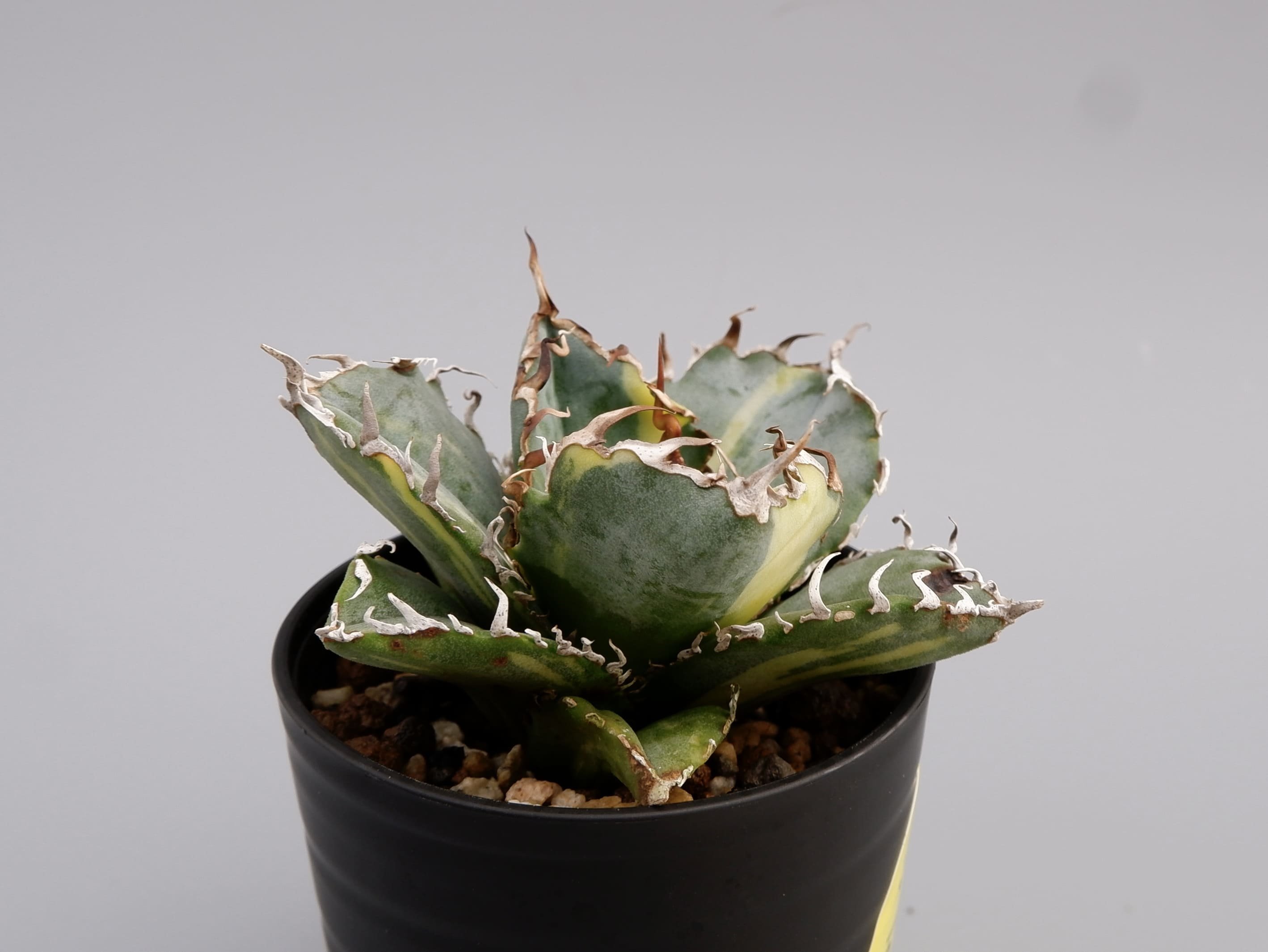 斑入り】アガベ チタノタ 白鯨 Agave titanota white whale 197