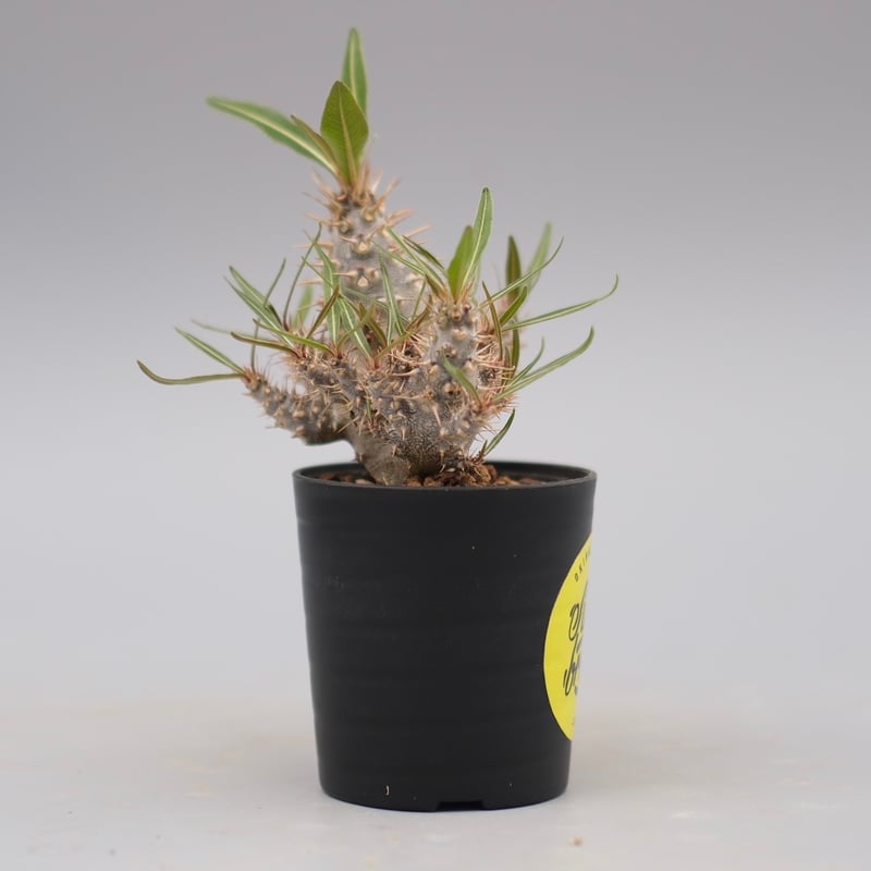 パキポディウム カクチペス 実生株 023 Pachypodium cactipes | Su