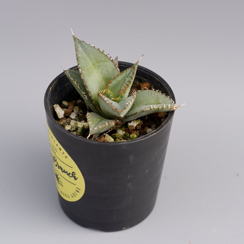 アガベ オテロイ 実生株 Agave oteroi seeding 011 | Sunny