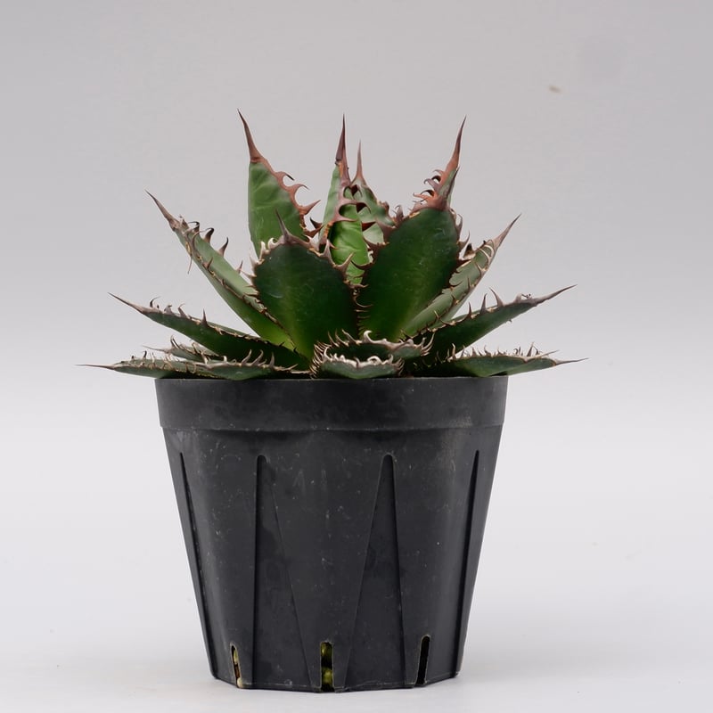 アガベ ホリダ 044 Agave horrida 強棘 | Sunny Branch