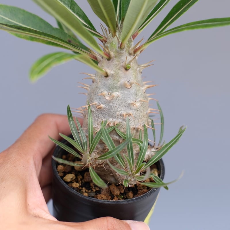 パキポディウム カクチペス 実生株 026 Pachypodium cactipes