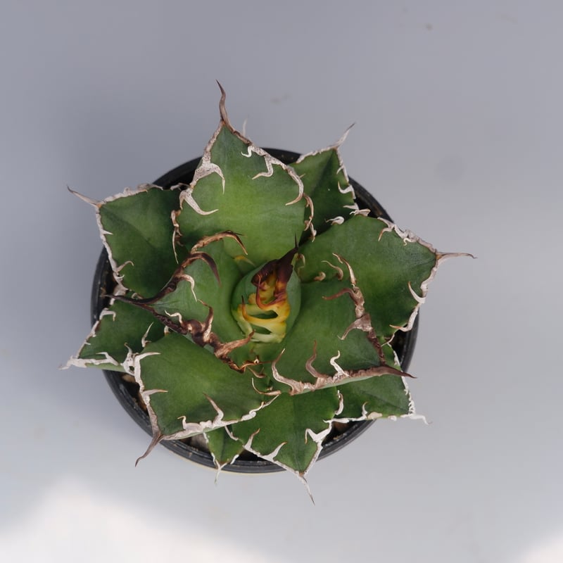 アガベ チタノタ シーザー Agave titanota caesar 136 | Sunny