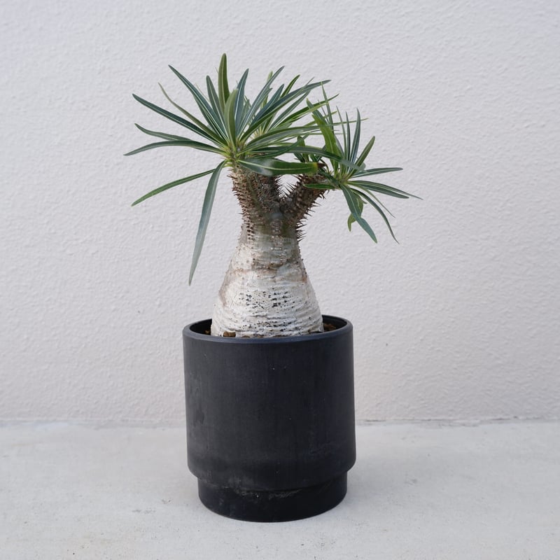 パキポディウム グラキリス013 Pachypodium grachilius【発根済み】