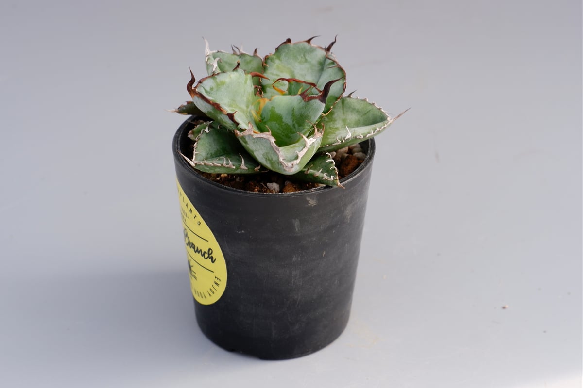 アガベ チタノタ ブラックアンドブルー Agave titanota BB 055 【子株