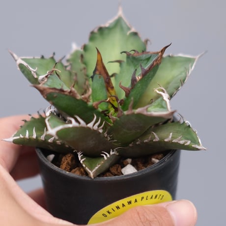 アガベ　チタノタ　レッドキャットウィーズル　中株 アガベ チタノタ レッドキャットウィーズル RC-06 | アガベ専門店