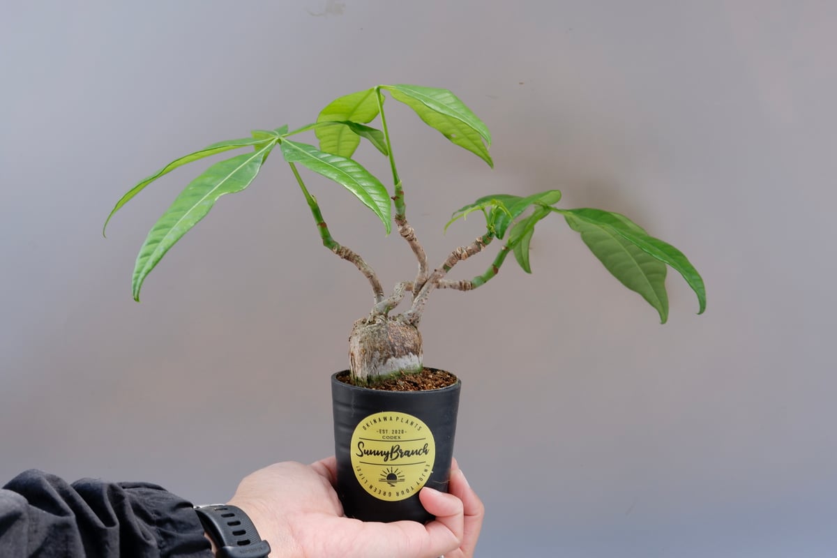 パキラ♪ 20957527ec5a2e6e89ebb3c9452bf8