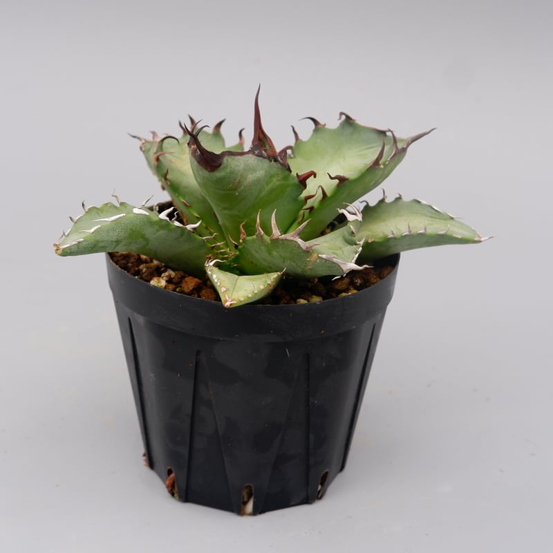 アガベ オテロイ 実生株 Agave oteroi seeding 102 | Sunny
