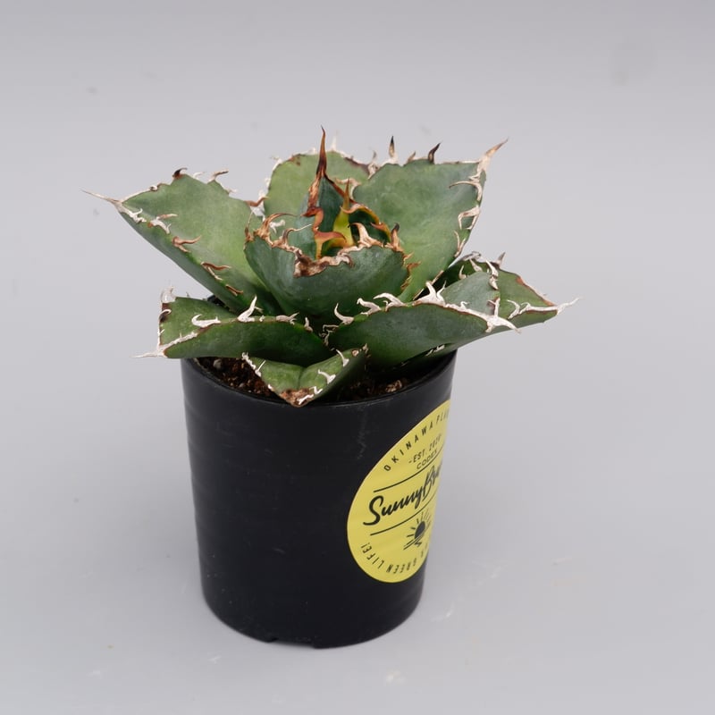 アガベ チタノタ 白鯨 Agave titanota white whale 160 | Su