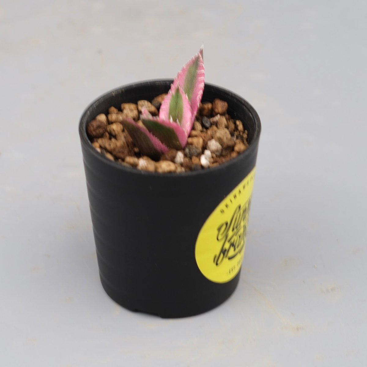 アガベ チタノタ スナグルトゥース Agave titanota Snaggle