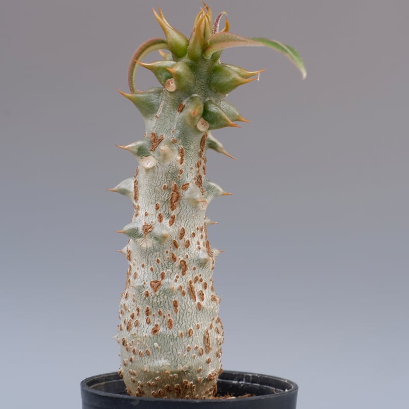 パキポディウム バロニー 国内実生株 パキポディウム バロニー実生株021 Pachypodium baronii | Sunny