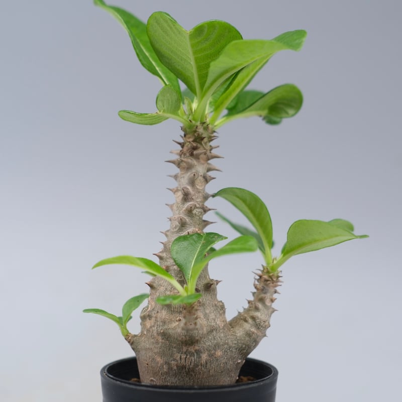 パキポディウム ウィンゾリー 実生株 055 Pachypodium windsorii