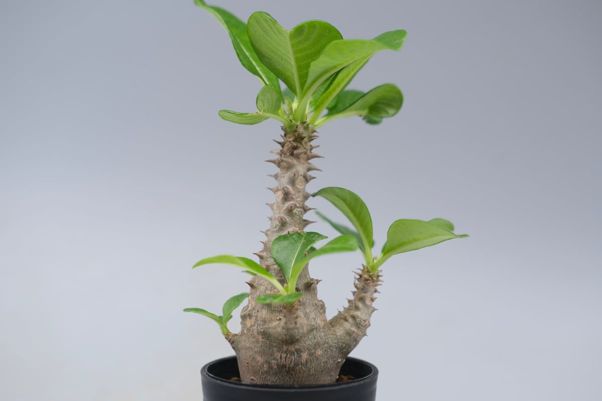 パキポディウム ウィンゾリー 実生株 055 Pachypodium windsorii |