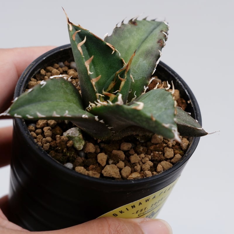 アガベ チタノタ 白鯨 023 Agave titanota white whale | S