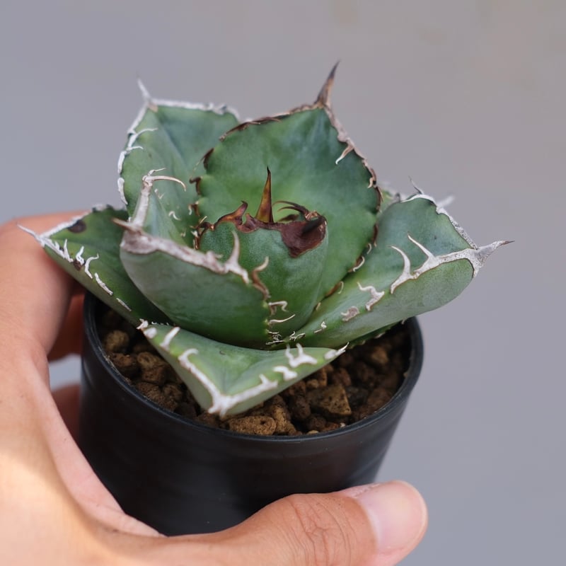 アガベ チタノタ 白鯨 Agave titanota white whale 233 | Su