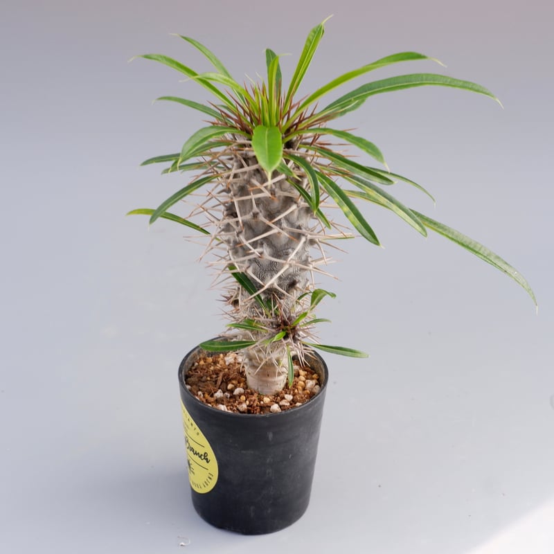 パキポディウム ラメリー実生株 001 Pachypodium lamerei | Sunny