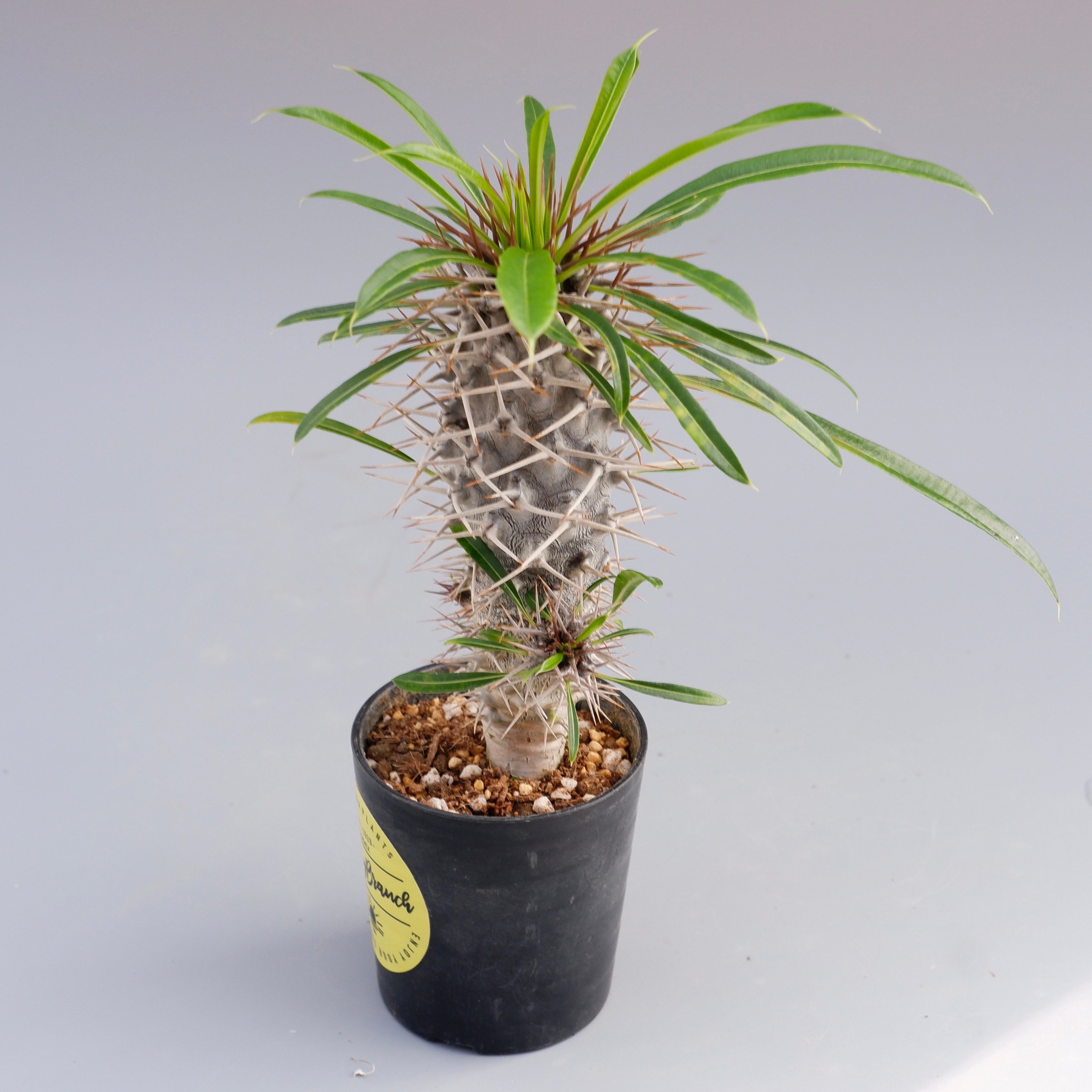 パキポディウム ラメリー実生株 001 Pachypodium lamerei | Sunny