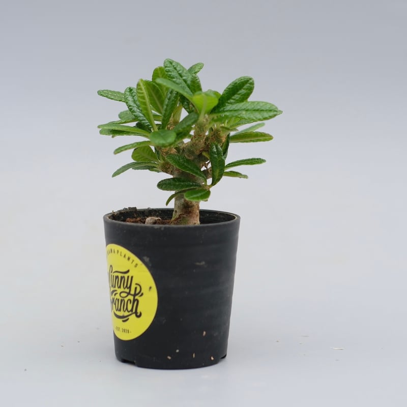 ドルステニア ギガス044 Dorstenia gigas | Sunny Branch