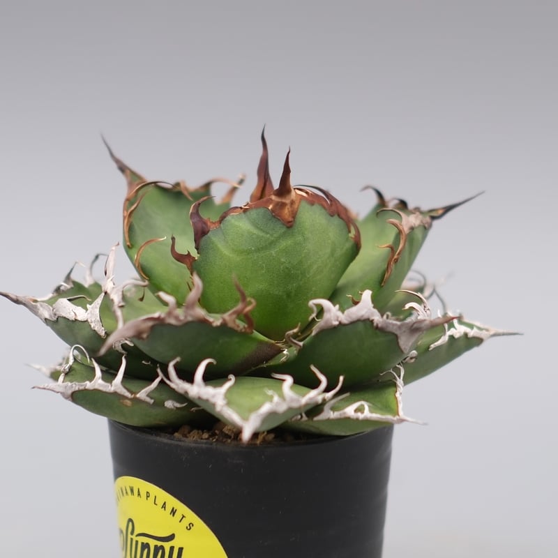 アガベ チタノタ シーザー Agave titanota caesar 148 | Sunny