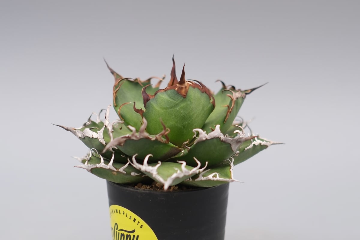 アガベ チタノタ シーザー Agave titanota caesar 148 | Sunny