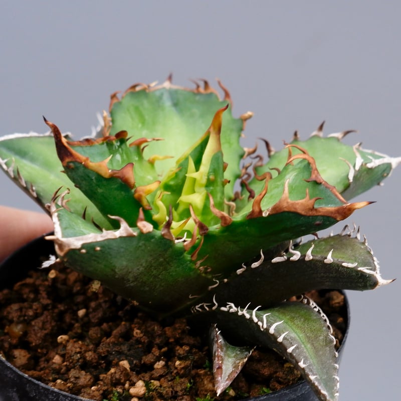 アガベ チタノタ レッドキャットウィーズル Agave titanota Red