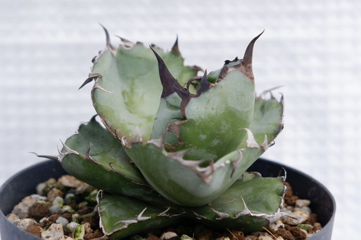 アガベ チタノタ ブラックアンドブルー Agave titanota BB 044