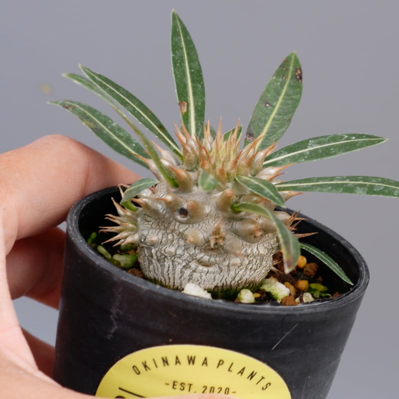 パキポディウム ロスラーツム 実生株 003 Pachypodium rosulatum