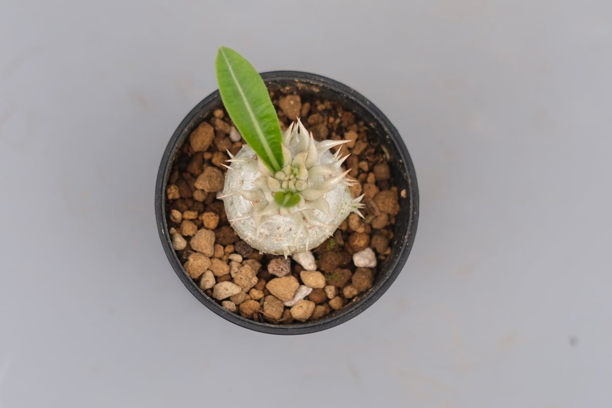 パキポディウム エニグマチカム 実生株 Pachypodium enigmaticum 006