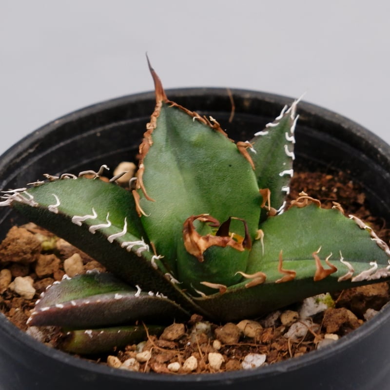 アガベ チタノタ シーザー Agave titanota caesar 066 | Sunny