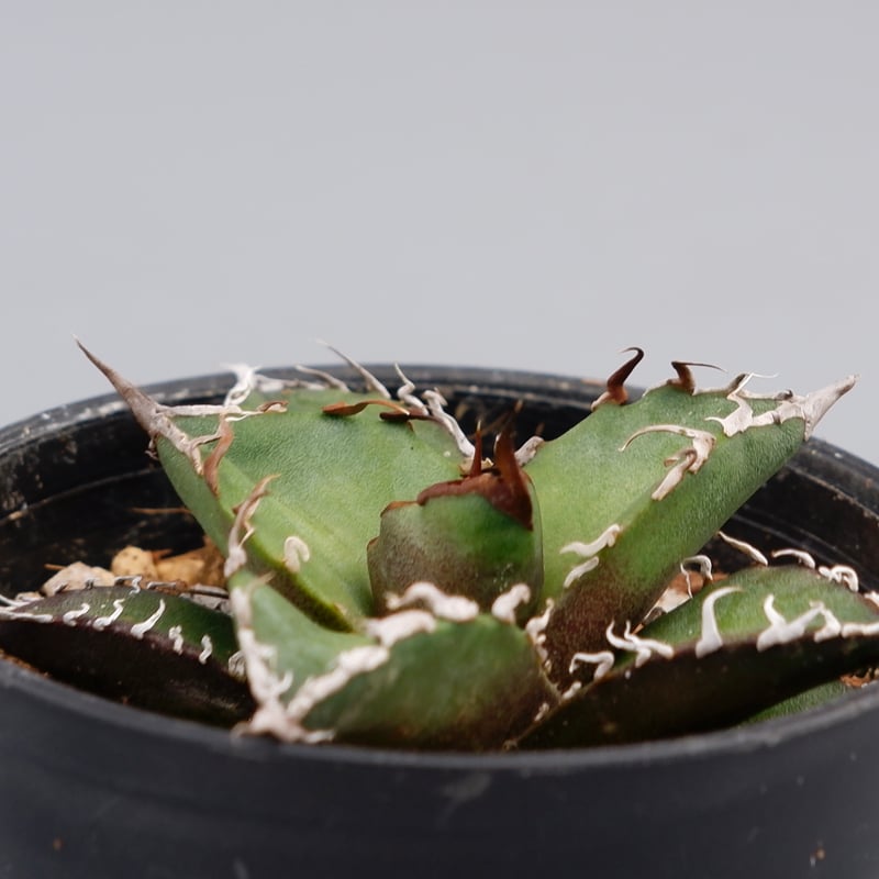 アガベ チタノタ シーザー Agave titanota caesar 096 | Sunny アガベ チタノタ シーザー Agave titanota caesar 096 | Sunny