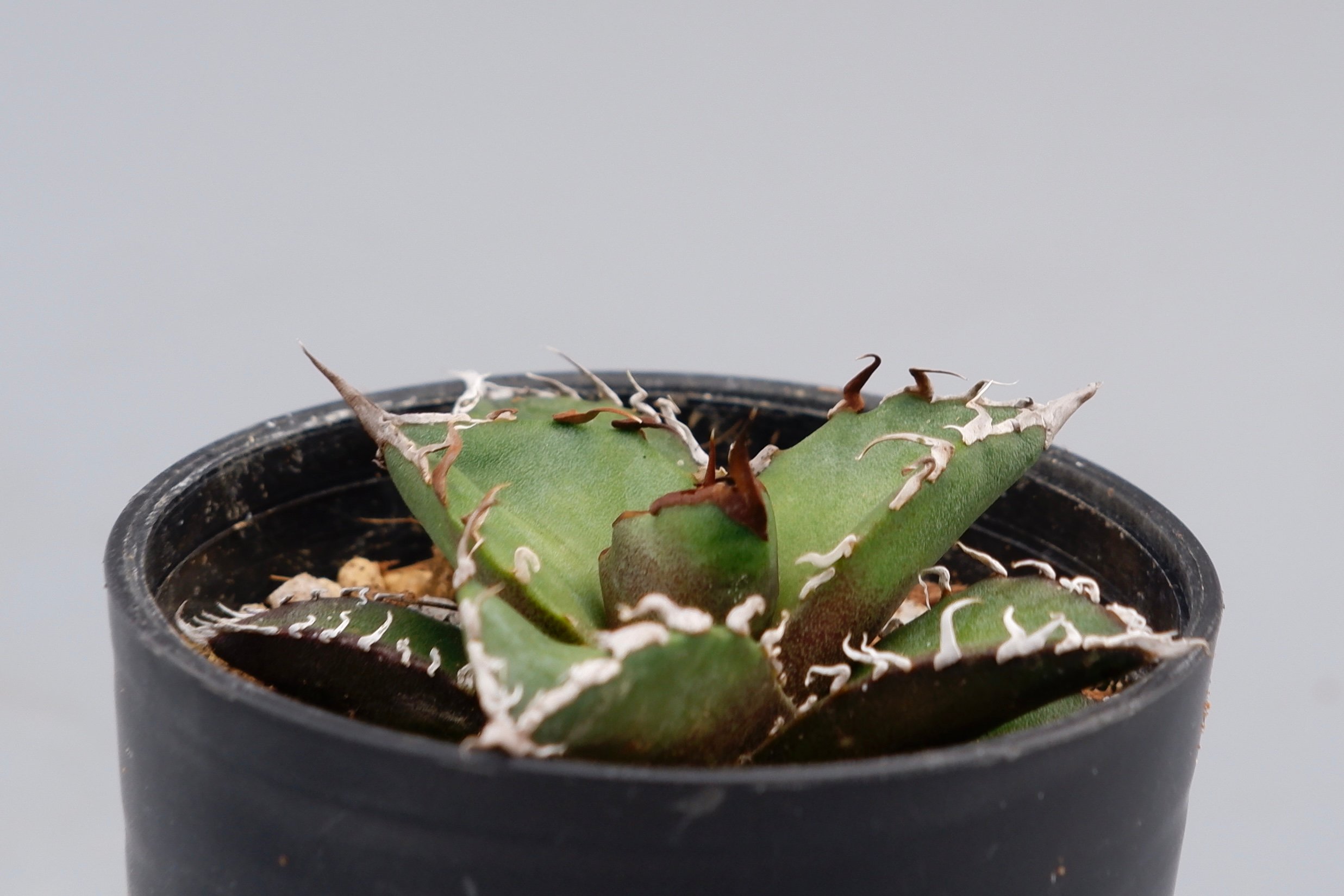 アガベ チタノタ シーザー Agave titanota caesar 096 | Sunny