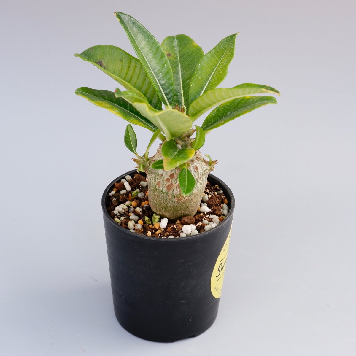 パキポディウム ウィンゾリー 実生株 013 Pachypodium windsorii |