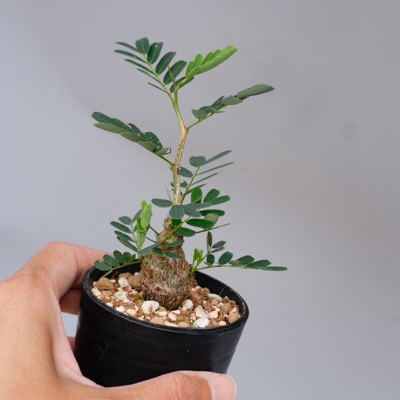 センナ メリディオナリス 実生株 Senna meridionalis 005 | Sunny