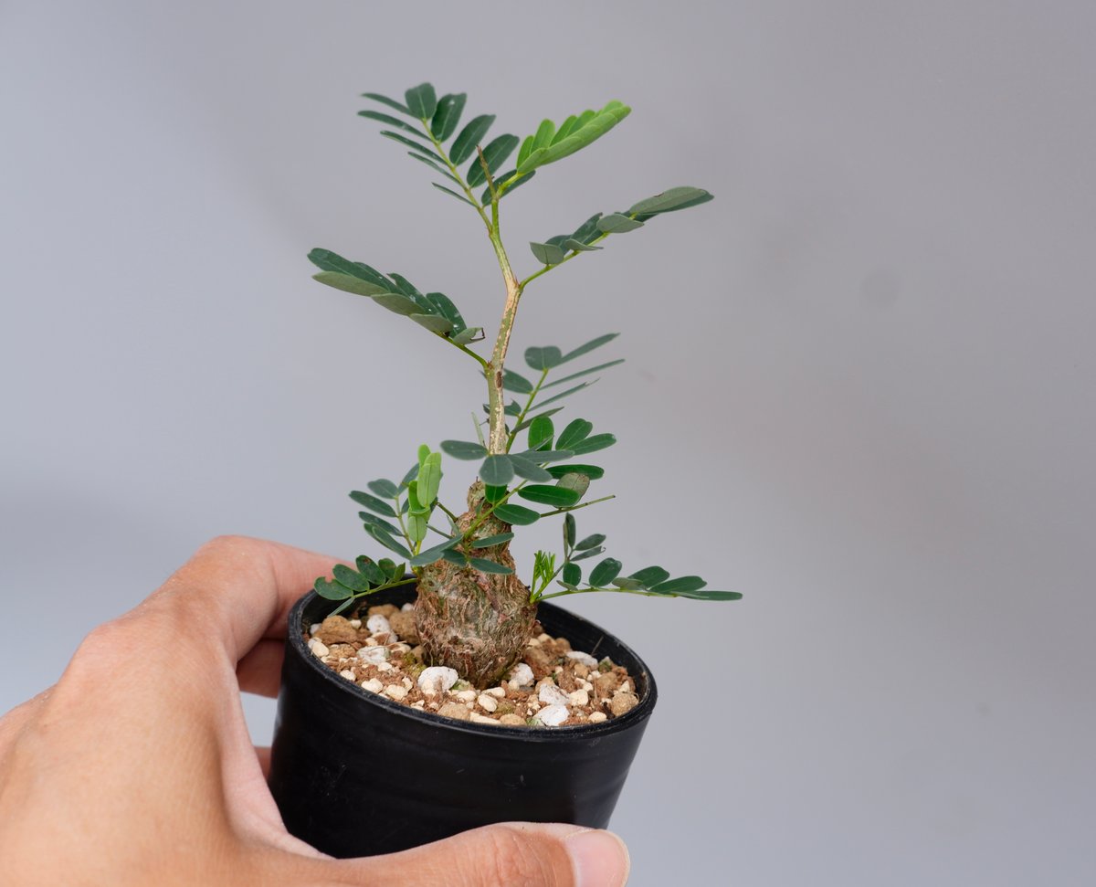 センナ メリディオナリス 実生株 Senna meridionalis 005 | Sunny