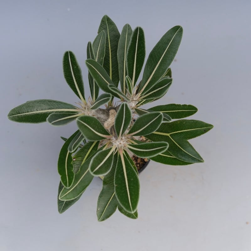 パキポディウム カクチペス 実生株 025 Pachypodium cactipes