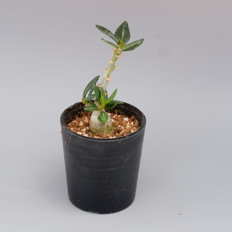 パキポディウム ビスピノーサム Pachypodium bispinosum 003 | Su