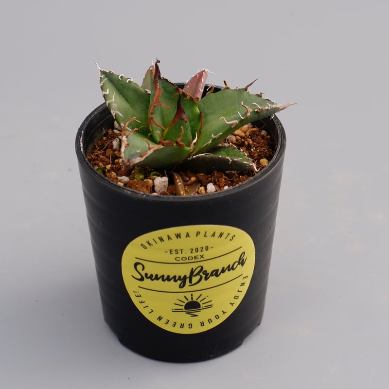 アガベ チタノタ シーザー Agave titanota caesar 073 | Sunny