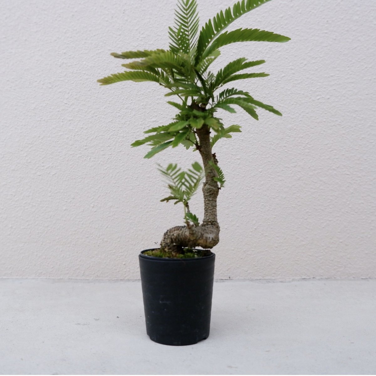 エバーフレッシュ 手乗りサイズ④ | Sunny Branch