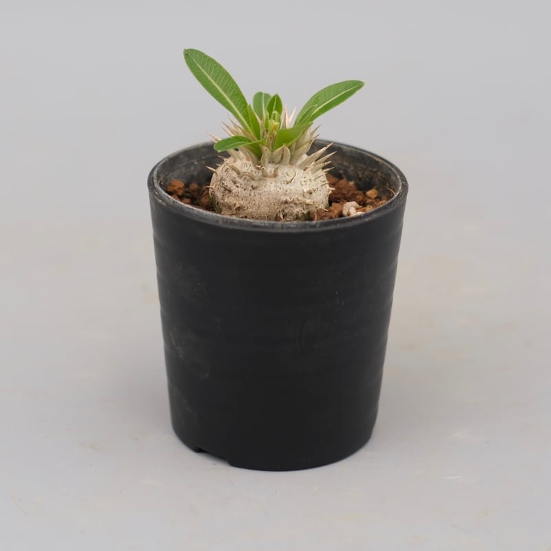 パキポディウム エニグマチカム 実生株 Pachypodium enigmaticum 004