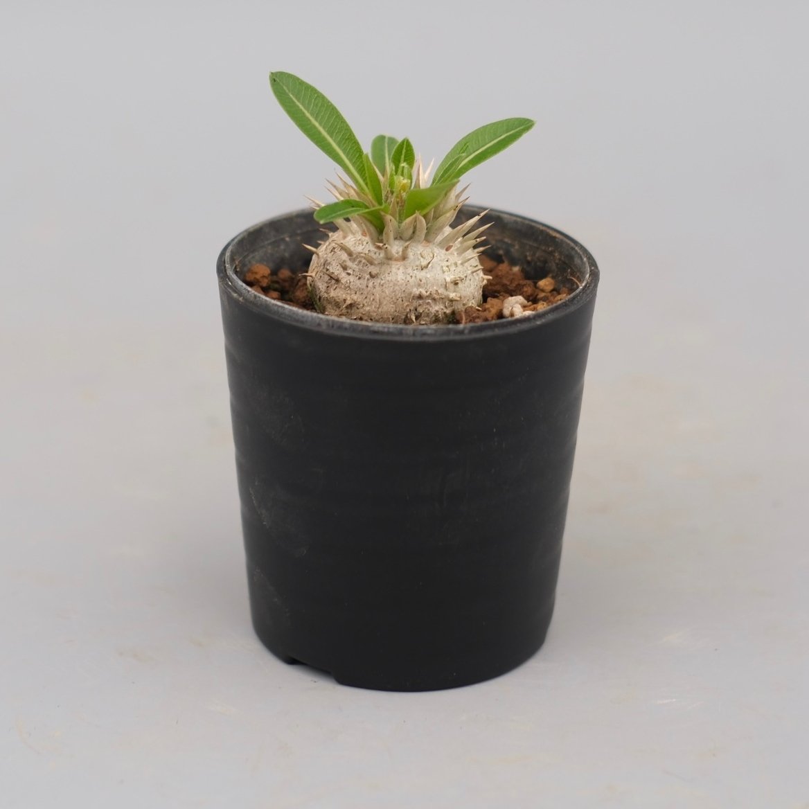 パキポディウム エニグマチカム 実生株 Pachypodium enigmaticum 004