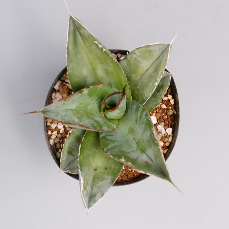 アガベ チタノタ　ホワイトアイス　中斑 アガベ チタノタ ホワイトアイス 中斑 【公式通販】