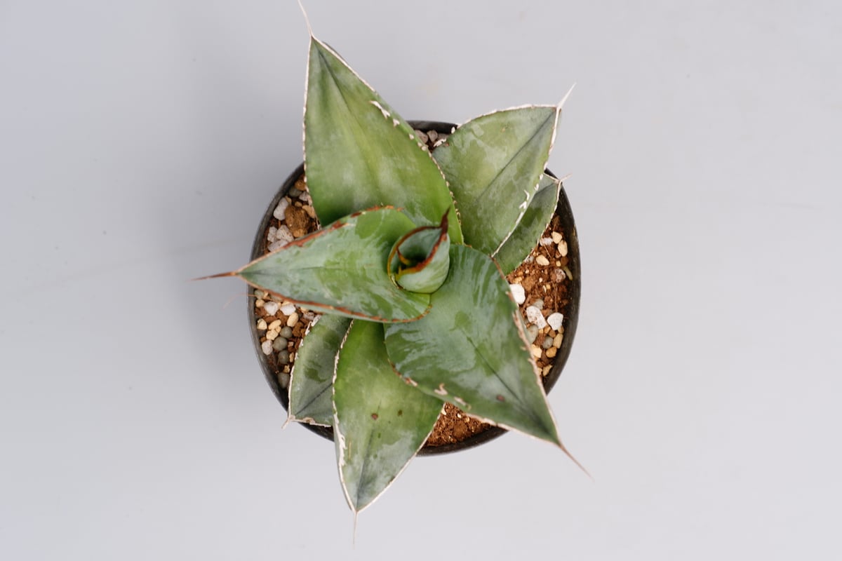 アガベ チタノタ HOWAITOAIsU アガベ チタノタ ホワイトアイス 【ランチョタンバー系統のレア