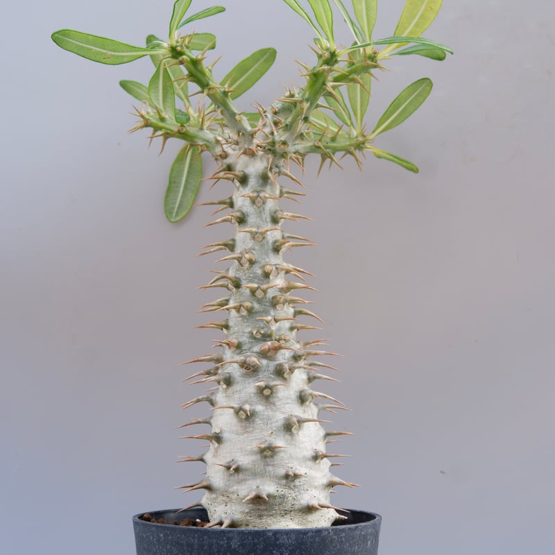 パキポディウム アンボンゲンセ Pachypodium ambongense パキポディウム アンボンゲンセ 001【開花実績あり
