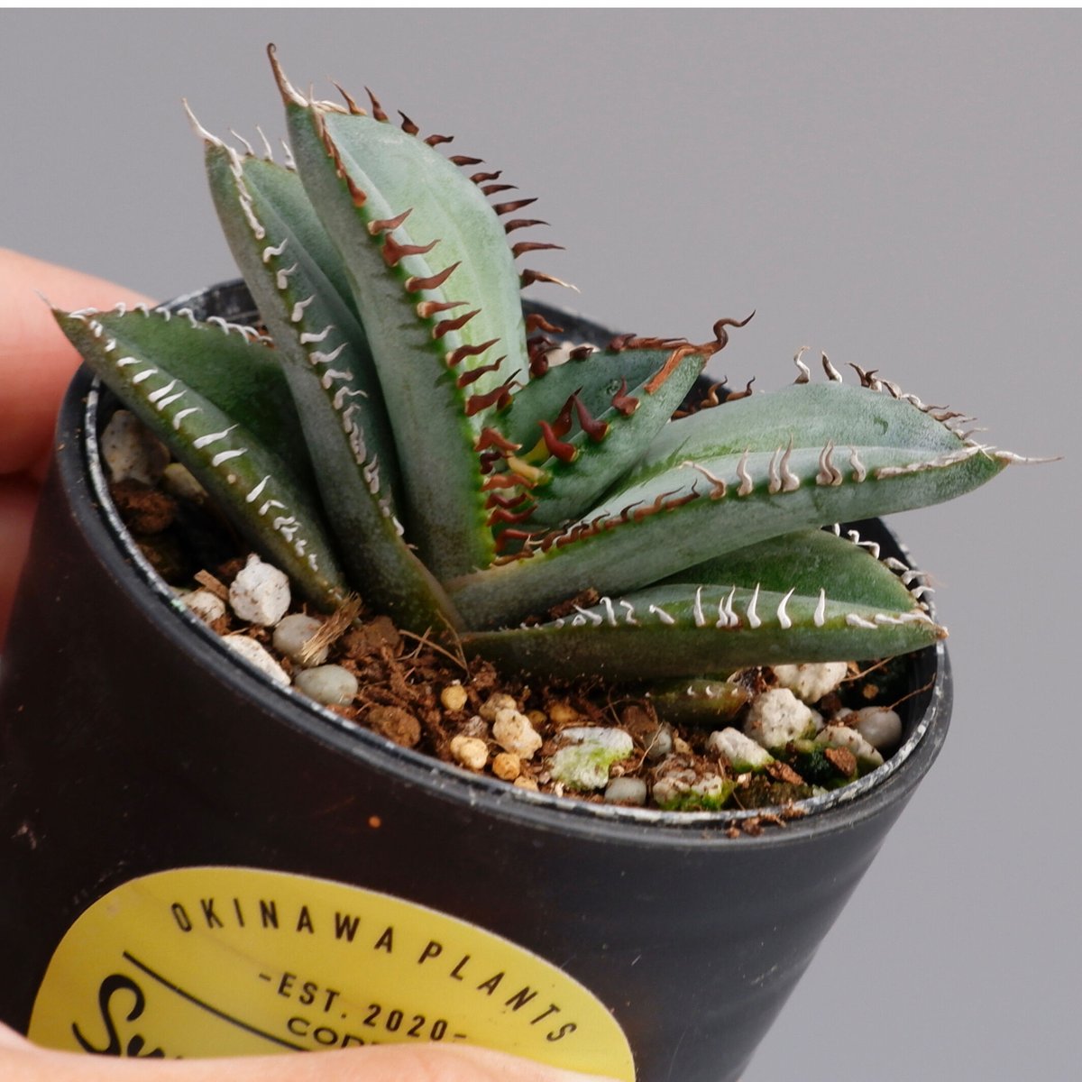 アガベ オテロイ 実生株 Agave oteroi seeding 047 | Sunny アガベ オテロイ 実生株 Agave oteroi seeding 047 | Sunny