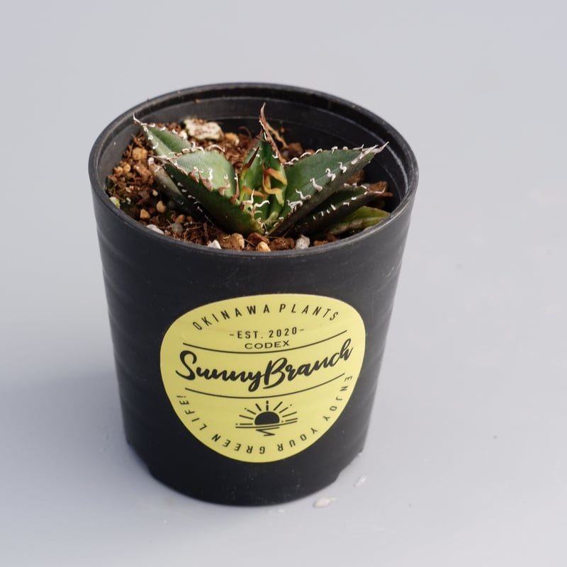 アガベ チタノタ シーザー Agave titanota caesar 040 | Sunny