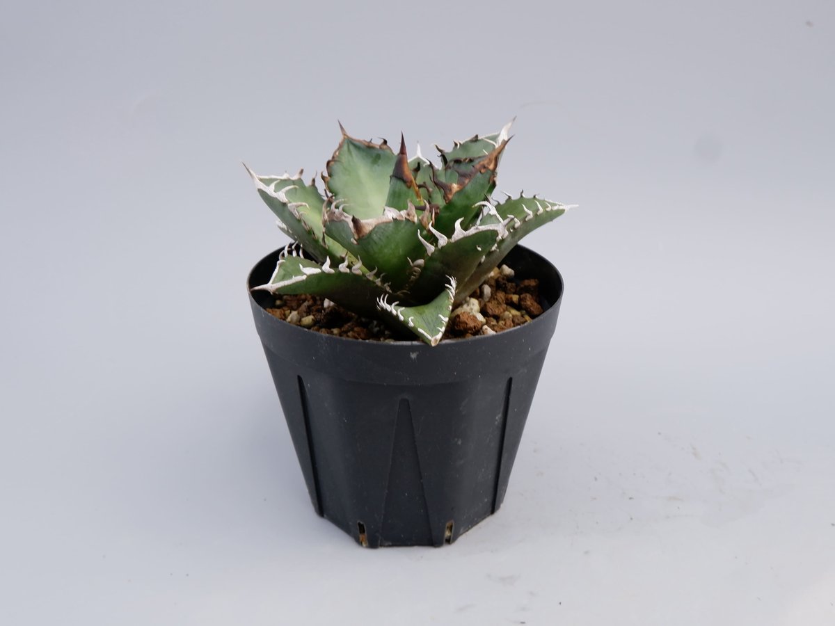 アガベ チタノタ レッドキャットウィーズル Agave titanota Red Catwee