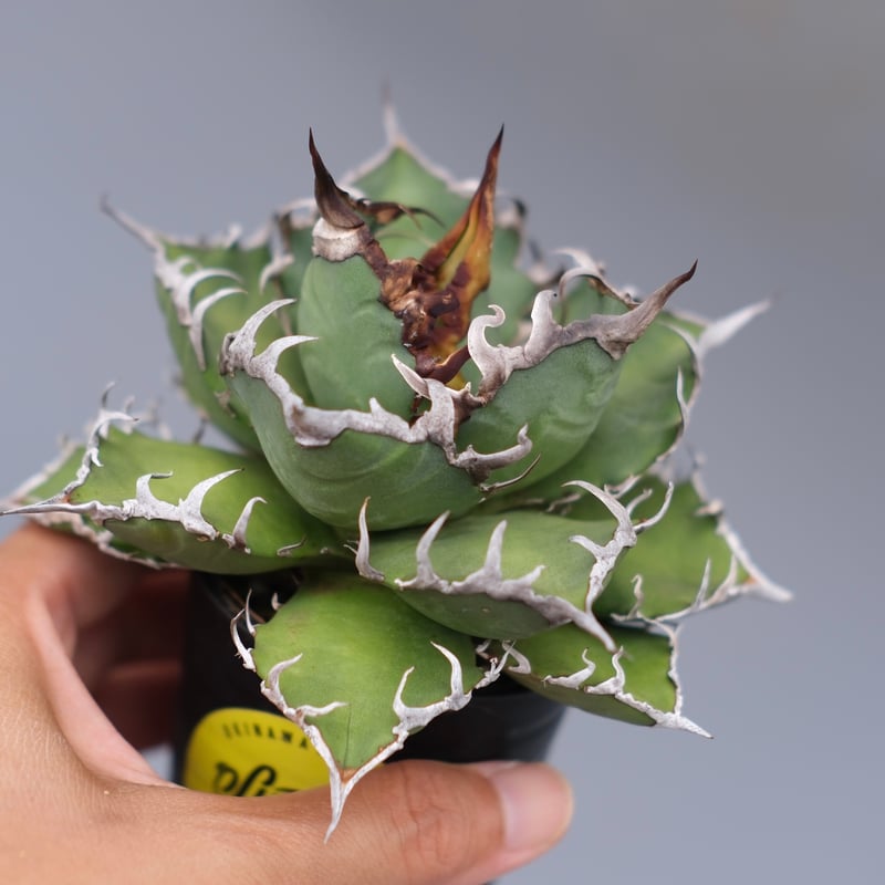 アガベ チタノタ シーザー Agave titanota caesar 171 | Sunny